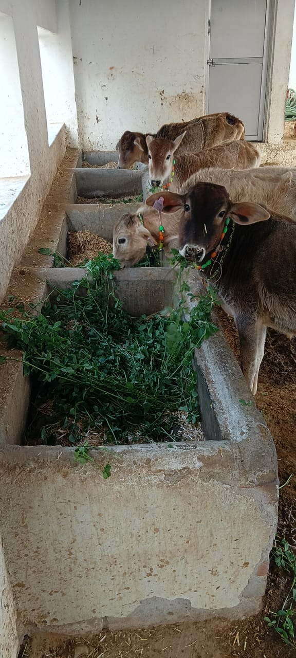 WhatsApp Image 2026-01-20 at 3.38.46 PM