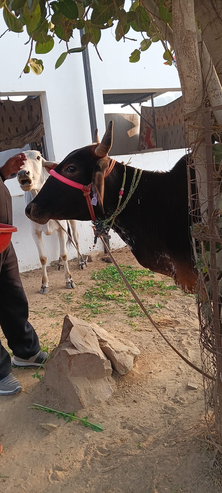 WhatsApp Image 2026-01-20 at 3.38.57 PM