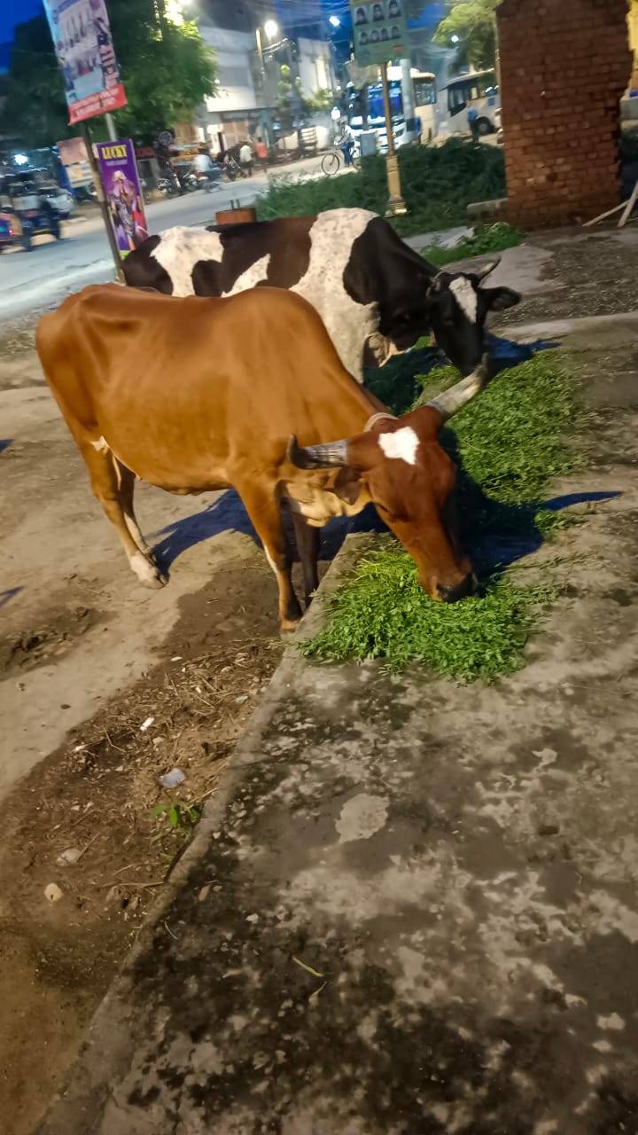 WhatsApp Image 2026-01-20 at 3.41.09 PM (1)